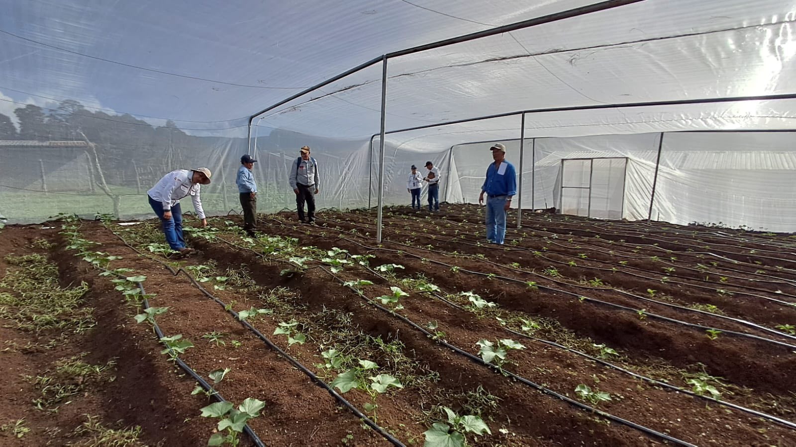 SAG impulsa proyecto Casa malla: tecnología que transforma el campo hondureño